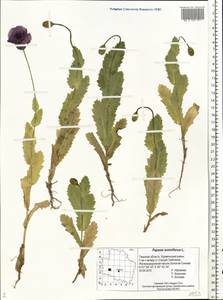 Papaver somniferum L., Eastern Europe, North-Western region (E2) (Russia)