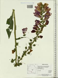 Digitalis purpurea L., Eastern Europe, North-Western region (E2) (Russia)