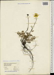 Archanthemis marschalliana subsp. sosnowskyana (Fed.) Lo Presti & Oberpr., Caucasus, North Ossetia, Ingushetia & Chechnya (K1c) (Russia)