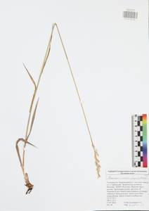 Bromus inermis Leyss., Eastern Europe, Central region (E4) (Russia)