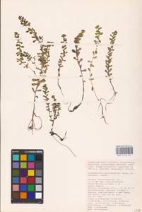 Lythrum borysthenicum (M. Bieb. ex Schrank) Litv., Eastern Europe, Lower Volga region (E9) (Russia)