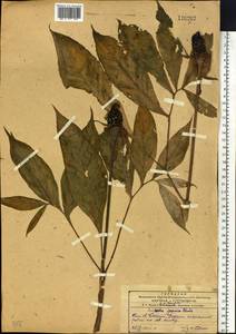 Arisaema serratum var. serratum, Siberia, Russian Far East (S6) (Russia)