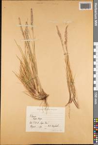 Poaceae, America (AMER) (French Southern and Antarctic Lands)