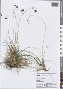 Carex fuliginosa Schkuhr, Siberia, Central Siberia (S3) (Russia)