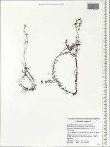 Utricularia vulgaris L., Siberia, Baikal & Transbaikal region (S4) (Russia)