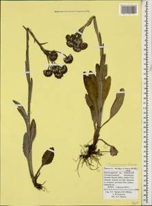 Tephroseris integrifolia subsp. caucasigena (Schischk.) Greuter, Caucasus, Krasnodar Krai & Adygea (K1a) (Russia)