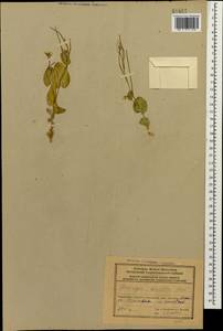 Plagioloba clavata (Boiss.) Khosravi & Eslami-Farouji, Caucasus, Azerbaijan (K6) (Azerbaijan)
