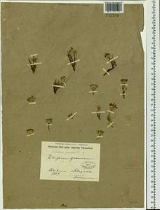 Arctogeron gramineum (L.) DC., Siberia, Baikal & Transbaikal region (S4) (Russia)