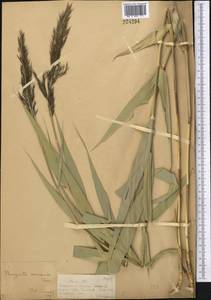 Phragmites australis (Cav.) Trin. ex Steud., Middle Asia, Dzungarian Alatau & Tarbagatai (M5) (Kazakhstan)