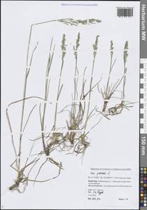Poa pratensis L., Siberia, Baikal & Transbaikal region (S4) (Russia)