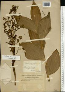 Veratrum lobelianum Bernh., Eastern Europe, Central region (E4) (Russia)