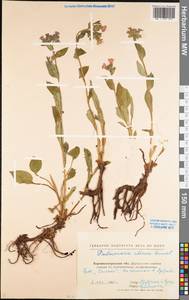 Pulmonaria obscura Dumort., Eastern Europe, North Ukrainian region (E11) (Ukraine)