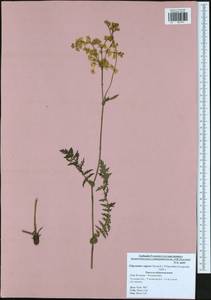 Filipendula vulgaris Moench, Eastern Europe, Central region (E4) (Russia)
