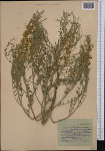 Sophora pachycarpa C.A.Mey., Middle Asia, Karakum (M6) (Turkmenistan)