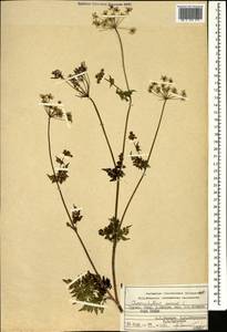 Chaerophyllum aureum L., Caucasus, Georgia (K4) (Georgia)