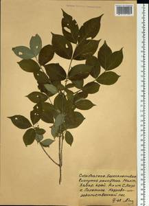 Euonymus verrucosus Scop., Siberia, Russian Far East (S6) (Russia)