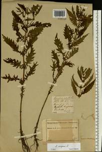 Lycopus europaeus L., Eastern Europe, Central forest region (E5) (Russia)