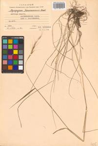 Elymus gmelinii (Trin.) Tzvelev, Siberia, Russian Far East (S6) (Russia)