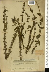 Lythrum salicaria L., Caucasus, Azerbaijan (K6) (Azerbaijan)