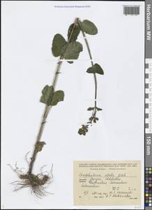 Scrophularia umbrosa Dumort., Caucasus, Georgia (K4) (Georgia)