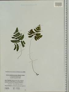 Gymnocarpium jessoense, Siberia, Baikal & Transbaikal region (S4) (Russia)