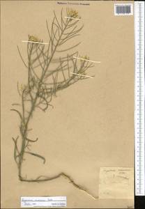 Erysimum canescens Roth, Middle Asia, Western Tian Shan & Karatau (M3) (Not classified)