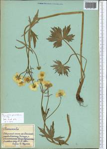 Ranunculus grandifolius C. A. Mey., Middle Asia, Northern & Central Tian Shan (M4) (Kazakhstan)