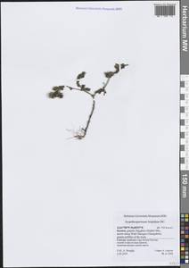 Acanthospermum hispidum DC., South Asia, South Asia (Asia outside ex-Soviet states and Mongolia) (ASIA) (Yemen)