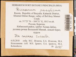 Dicranum pacificum Ignatova & Fedosov, Bryophytes, Bryophytes - Baikal & Transbaikal regions (B18) (Russia)