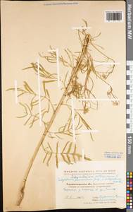 Sisymbrium altissimum L., Eastern Europe, North Ukrainian region (E11) (Ukraine)
