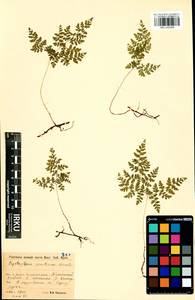 Cystopteris montana (Lam.) Desv., Siberia, Baikal & Transbaikal region (S4) (Russia)