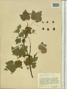 Ribes latifolium Jancz., Siberia, Russian Far East (S6) (Russia)
