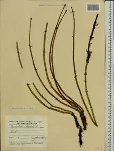 Equisetum hyemale L., Eastern Europe, North Ukrainian region (E11) (Ukraine)