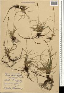 Carex liparocarpos subsp. bordzilowskii (V.I.Krecz.) T.V.Egorova, Caucasus, Dagestan (K2) (Russia)