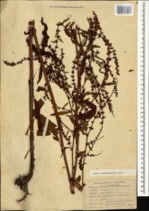 Rumex conglomeratus Murray, Caucasus, Azerbaijan (K6) (Azerbaijan)