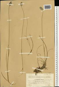 Sesleria coerulans Friv., Eastern Europe, West Ukrainian region (E13) (Ukraine)