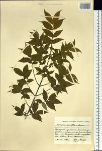 Euonymus verrucosus Scop., Siberia, Russian Far East (S6) (Russia)