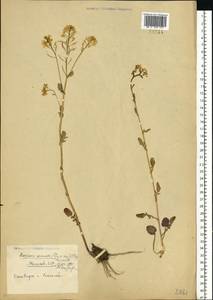 Barbarea vulgaris (L.) W.T.Aiton, Eastern Europe, Eastern region (E10) (Russia)