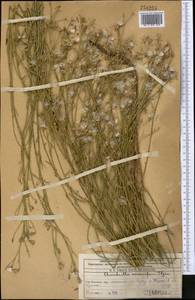 Chondrilla leiosperma Kar. & Kir., Middle Asia, Western Tian Shan & Karatau (M3) (Kazakhstan)