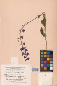 Delphinium elatum L., Eastern Europe, Eastern region (E10) (Russia)