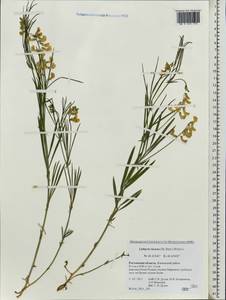 Lathyrus pannonicus subsp. collinus (J.Ortmann)Soo, Eastern Europe, Rostov Oblast (E12a) (Russia)