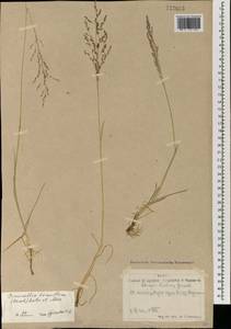 Puccinellia tenuiflora (Griseb.) Scribn. & Merr., Mongolia (MONG) (Mongolia)