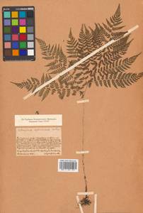 Athyrium spinulosum (Maxim.) Milde, Siberia, Russian Far East (S6) (Russia)