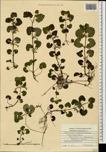 Glechoma hederacea L., Caucasus, Black Sea Shore (from Novorossiysk to Adler) (K3) (Russia)