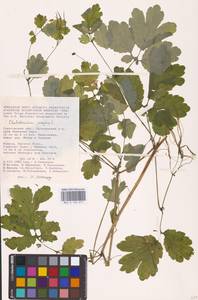 Chelidonium majus L., Eastern Europe, Lower Volga region (E9) (Russia)