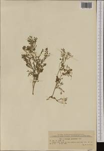 Lepidium coronopus (L.) Al-Shehbaz, Western Europe (EUR) (Romania)