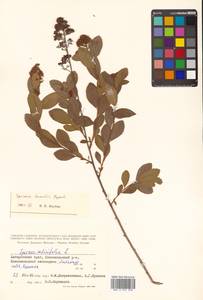 Spiraea salicifolia L., Siberia, Russian Far East (S6) (Russia)