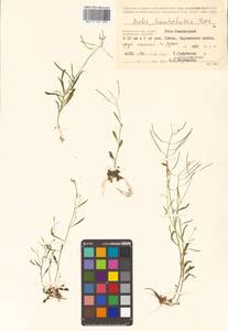 Arabidopsis lyrata subsp. kamchatica (Fisch. ex DC.) O'Kane & Al-Shehbaz, Siberia, Chukotka & Kamchatka (S7) (Russia)