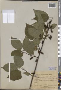 Actinidia kolomikta (Maxim. & Rupr.) Maxim., Siberia, Russian Far East (S6) (Russia)
