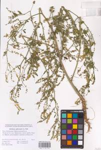 Melilotus officinalis (L.) Lam., Eastern Europe, Lower Volga region (E9) (Russia)